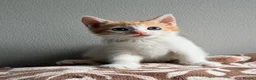 Mixed Breed cats for sale: Stunning ginger and white kittens available!!! - Advert 8