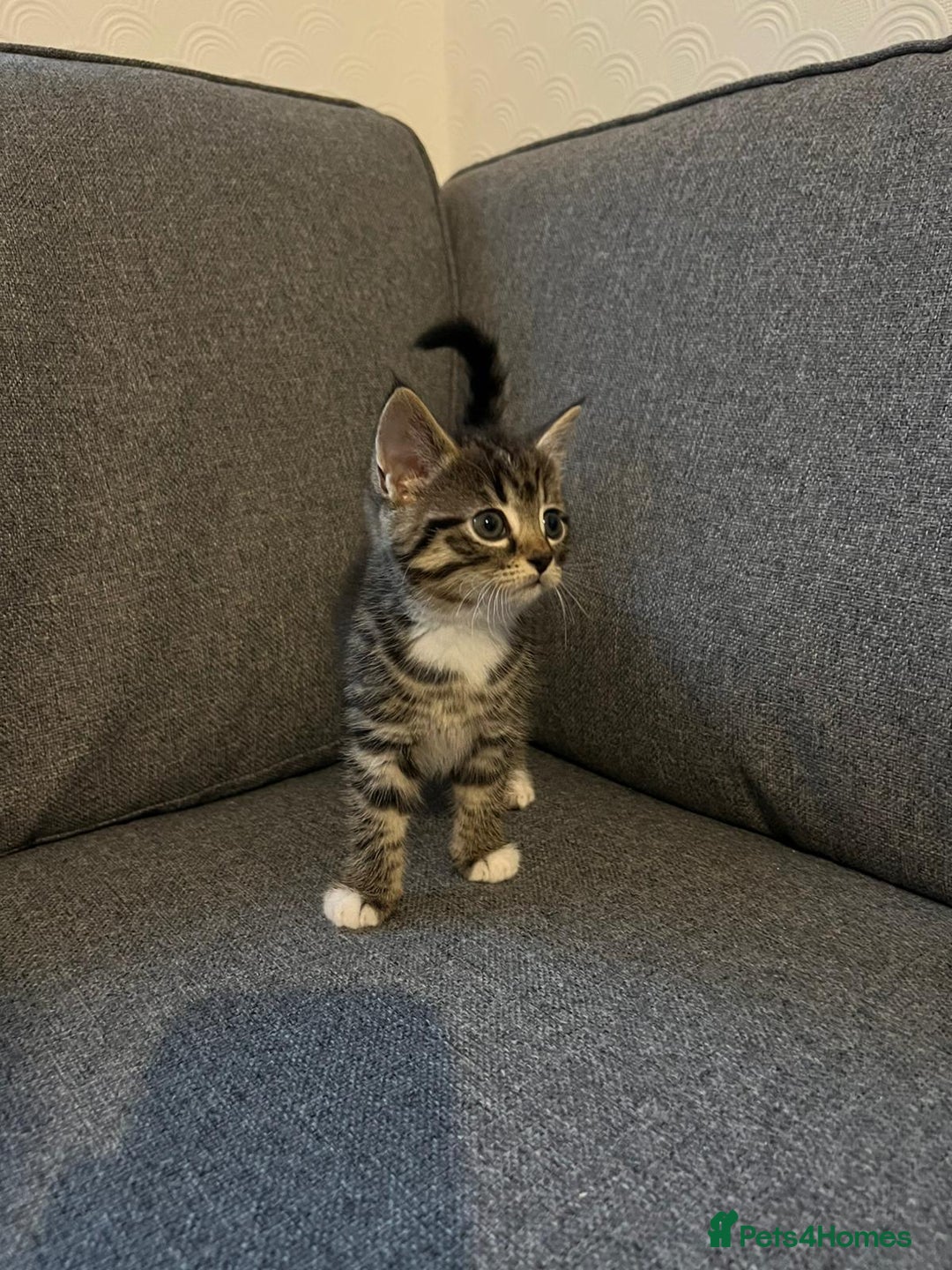 Maine Coon cats for sale: Little Half Main Coons - Advert 27