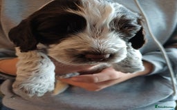 Cockapoo dogs for sale: Gorgeous cockapoo puppies F1B - Image 15