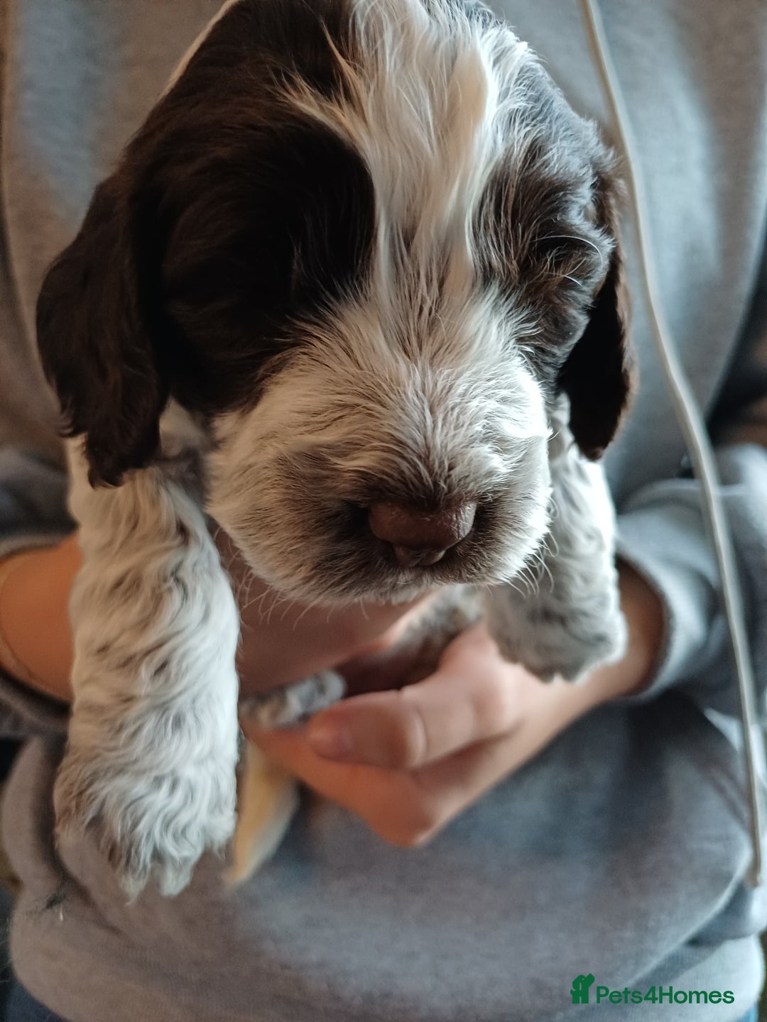 Cockapoo dogs for sale: Gorgeous cockapoo puppies F1B - Image 15