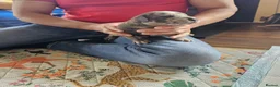 Mixed Breed dogs for sale: Cane Corso x Performance Mastiff   - Advert 7