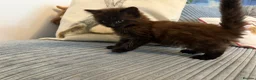 Ragdoll cats for sale: Gorgeous male brown ragdoll cross kitten for sale - Advert 12