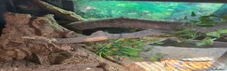 Boa Snake reptiles for sale: 12 year old Brazilian rainbow boa - Advert 8