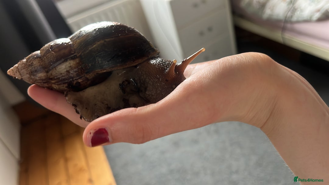 Snails invertebrates for sale: AFRICAN GIANT SNAILS FOR SALE! - Image 2