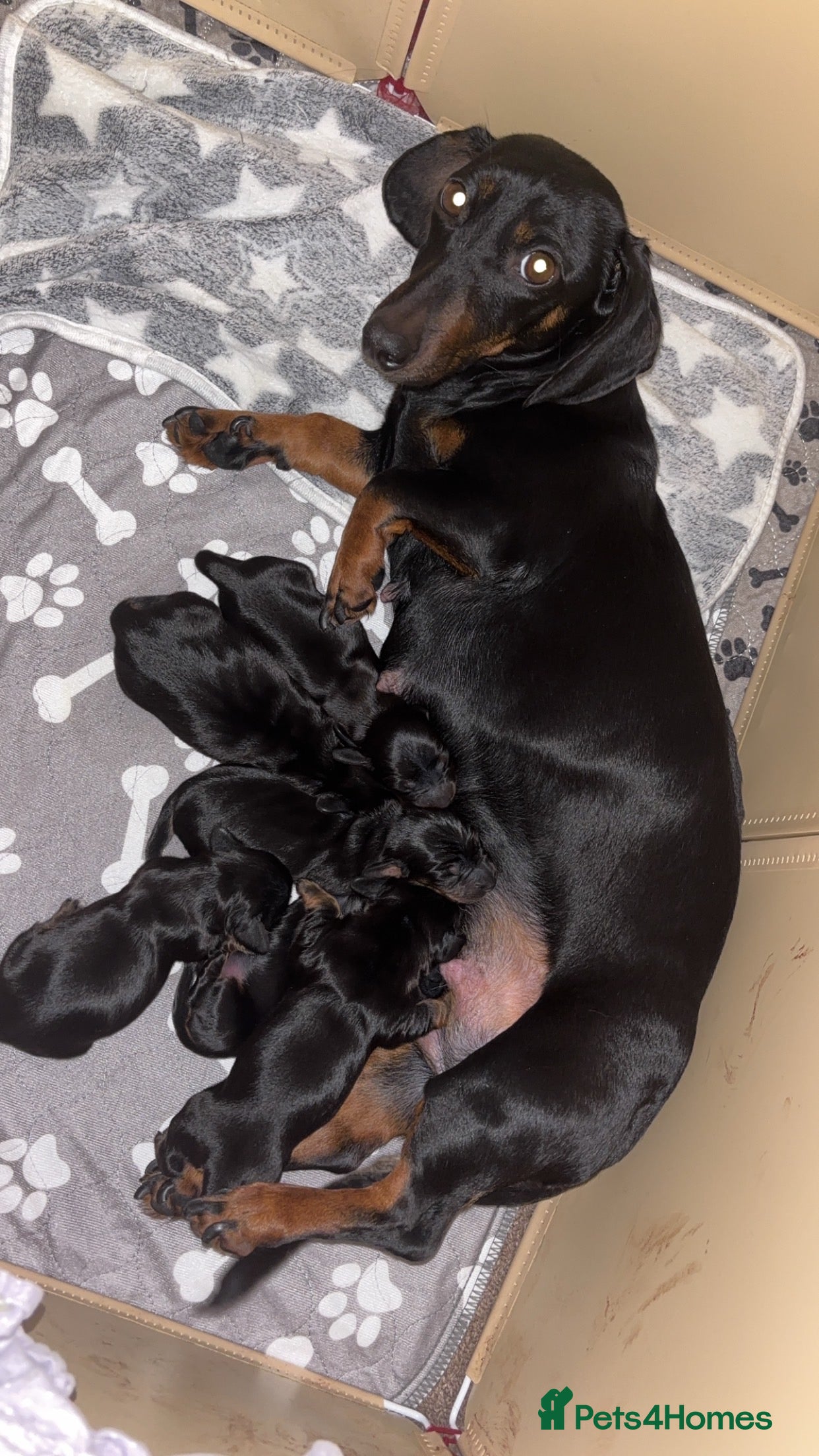 Miniature Dachshund dogs 6 miniature dachshunds for sale  - Advert 1