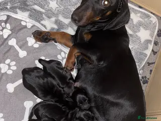 Miniature Dachshund dogs 6 miniature dachshunds for sale - Advert 1