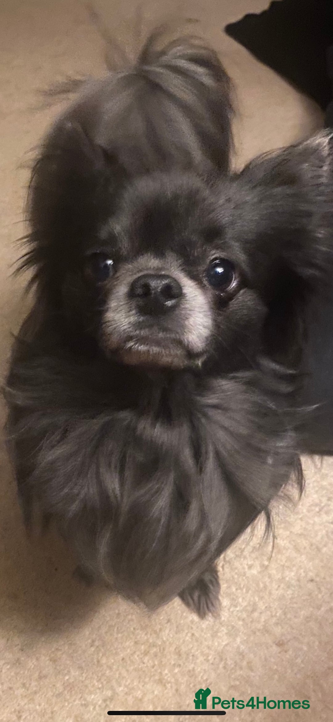 Chihuahua dogs for stud: KC Registered Blue Double KB in Chorley - Image 1
