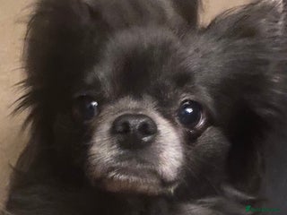 Chihuahua dogs in Chorley - Advert 2