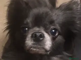 Chihuahua dogs KC Registered Blue Double KB in Chorley - Advert 1