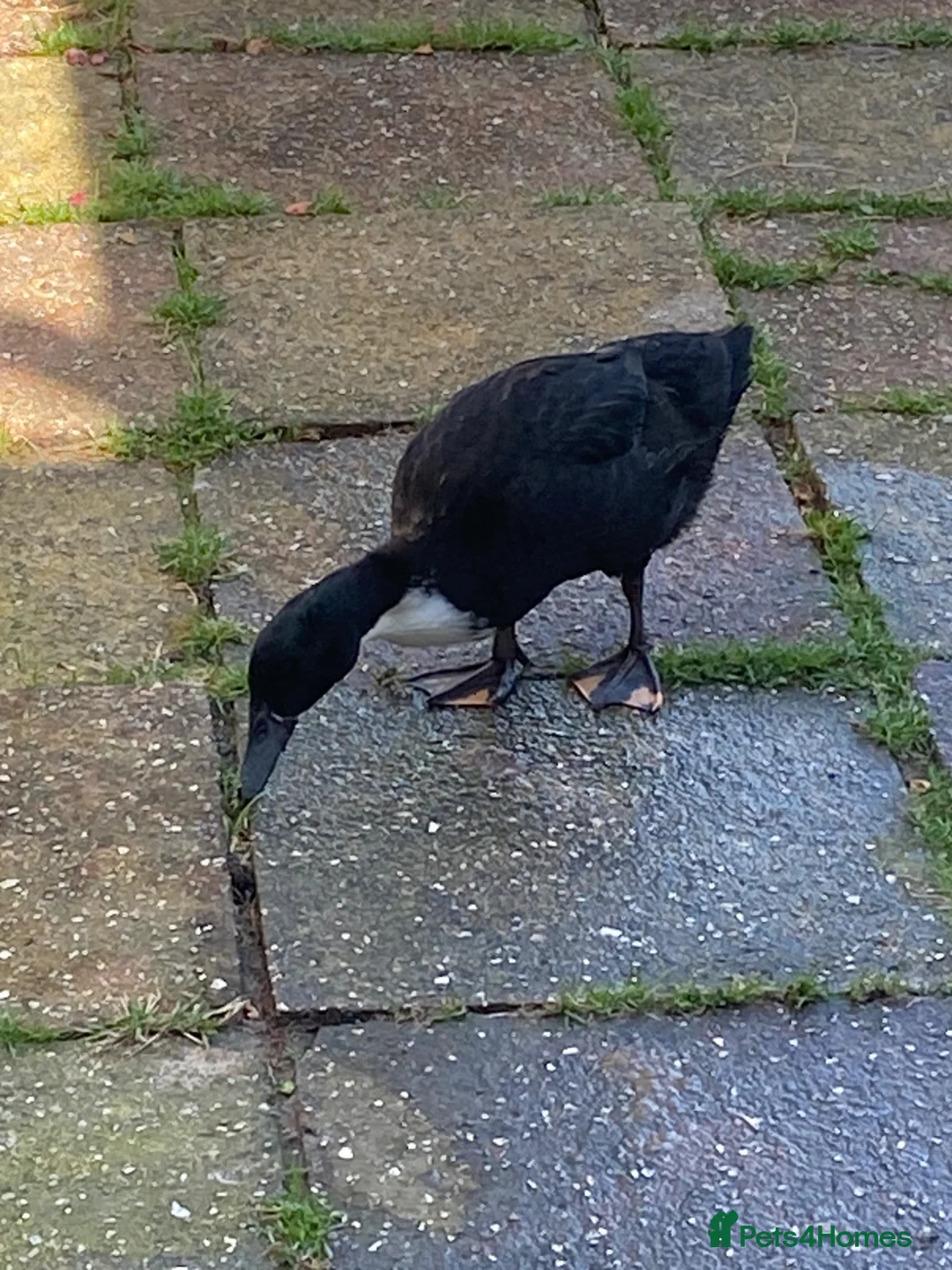 Ducks poultry for sale: Mixed ducks in Greenford - Advert 4