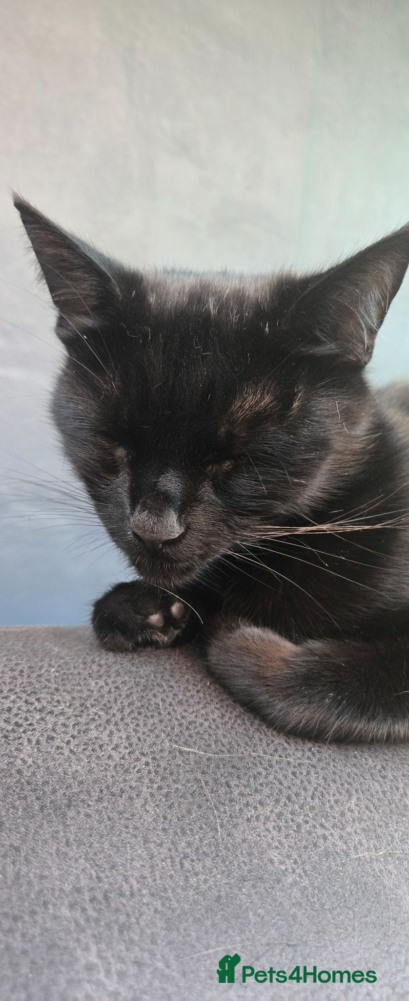 Mixed Breed cats 🐾2 KITTENS LEFT 🐾  - Advert 1