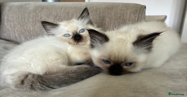 Ragdoll cats - Advert 14