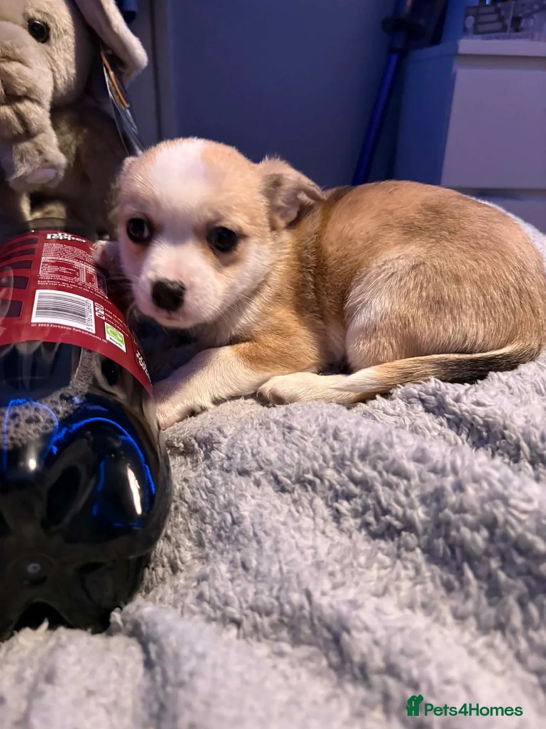 Mixed Breed dogs for sale: Adorable Toy Chi-Tzu Puppies - Advert 4