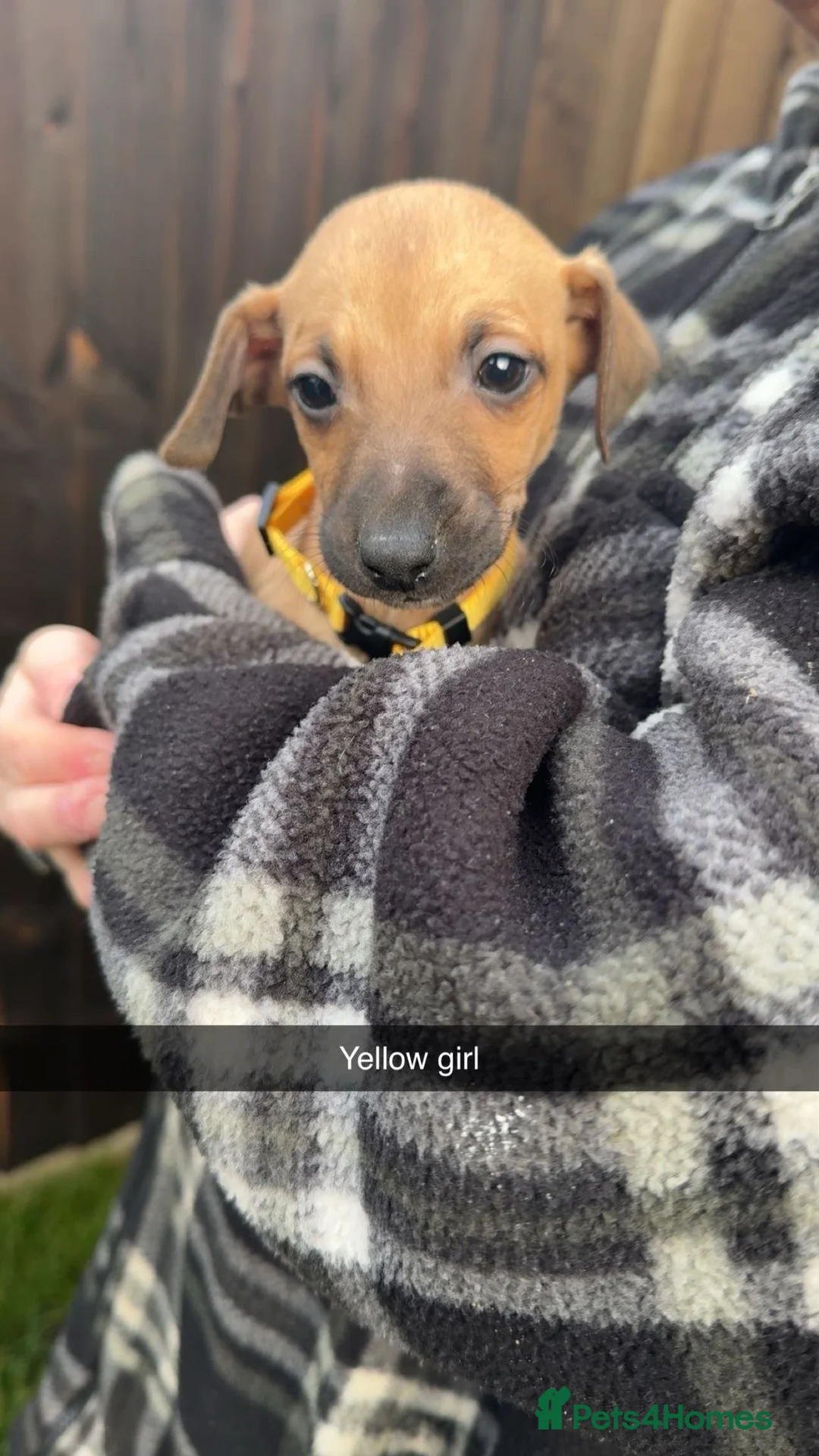 Mixed Breed dogs for sale: 3 adorable Wiggys  - Advert 4