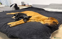 Bullmastiff dogs for stud: Bullmastiff for Stud - Image 3