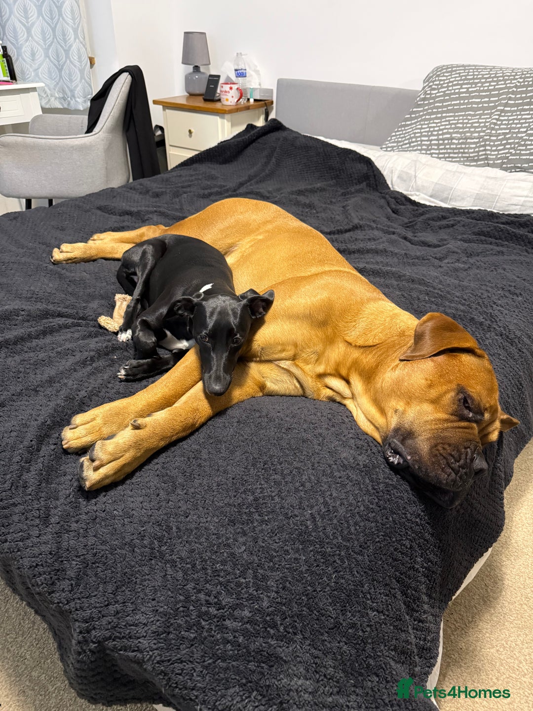 Bullmastiff dogs for stud: Bullmastiff for Stud - Image 3