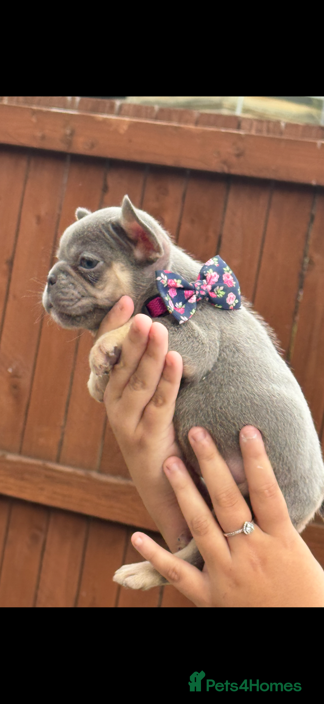 French Bulldog dogs for sale: Beautiful fluffy/ fluffy carrier Frenchie pups  - Image 8