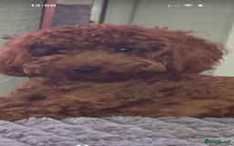 Toy Poodle dogs for sale: Miniature Toy Poodle – Meet Sprout! - Image 5