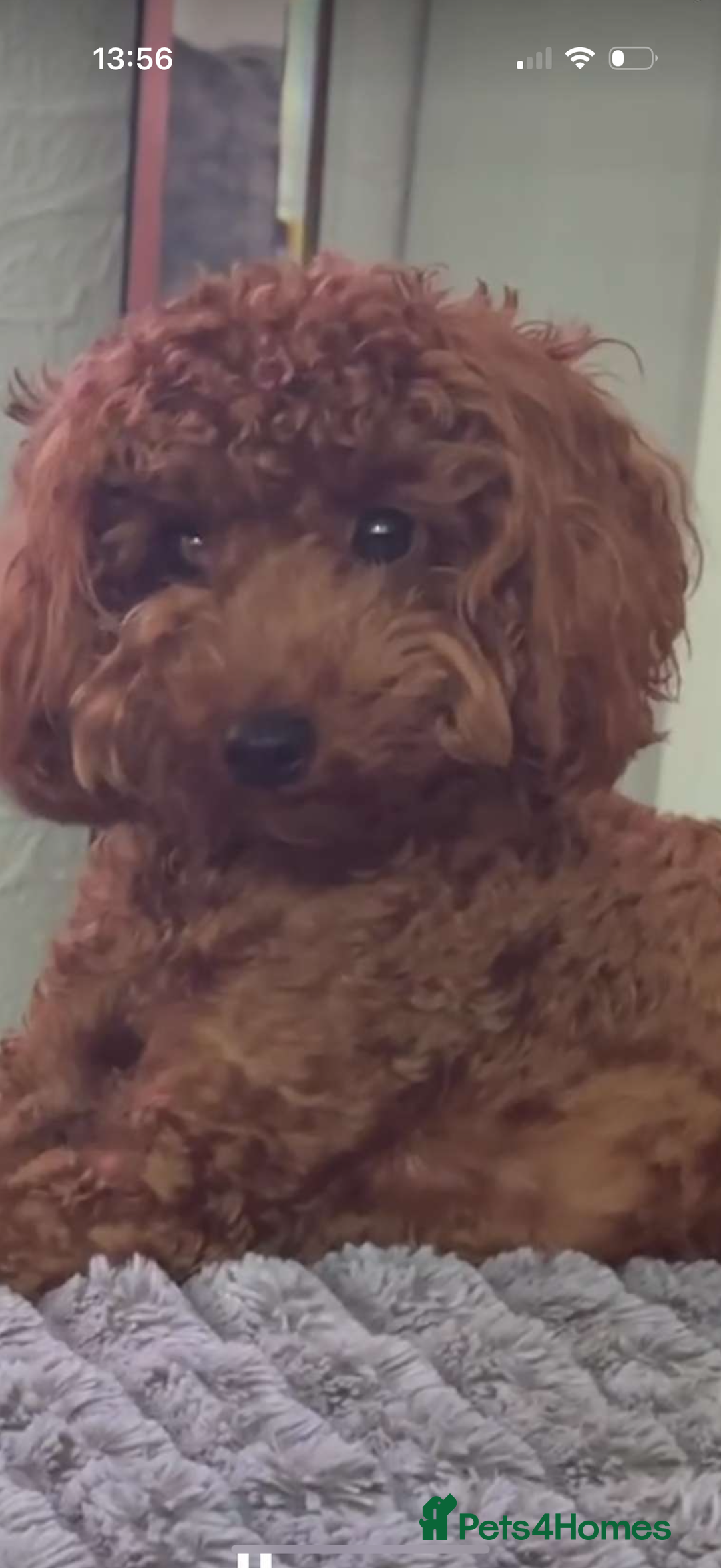 Toy Poodle dogs for sale: Miniature Toy Poodle – Meet Sprout! - Image 5