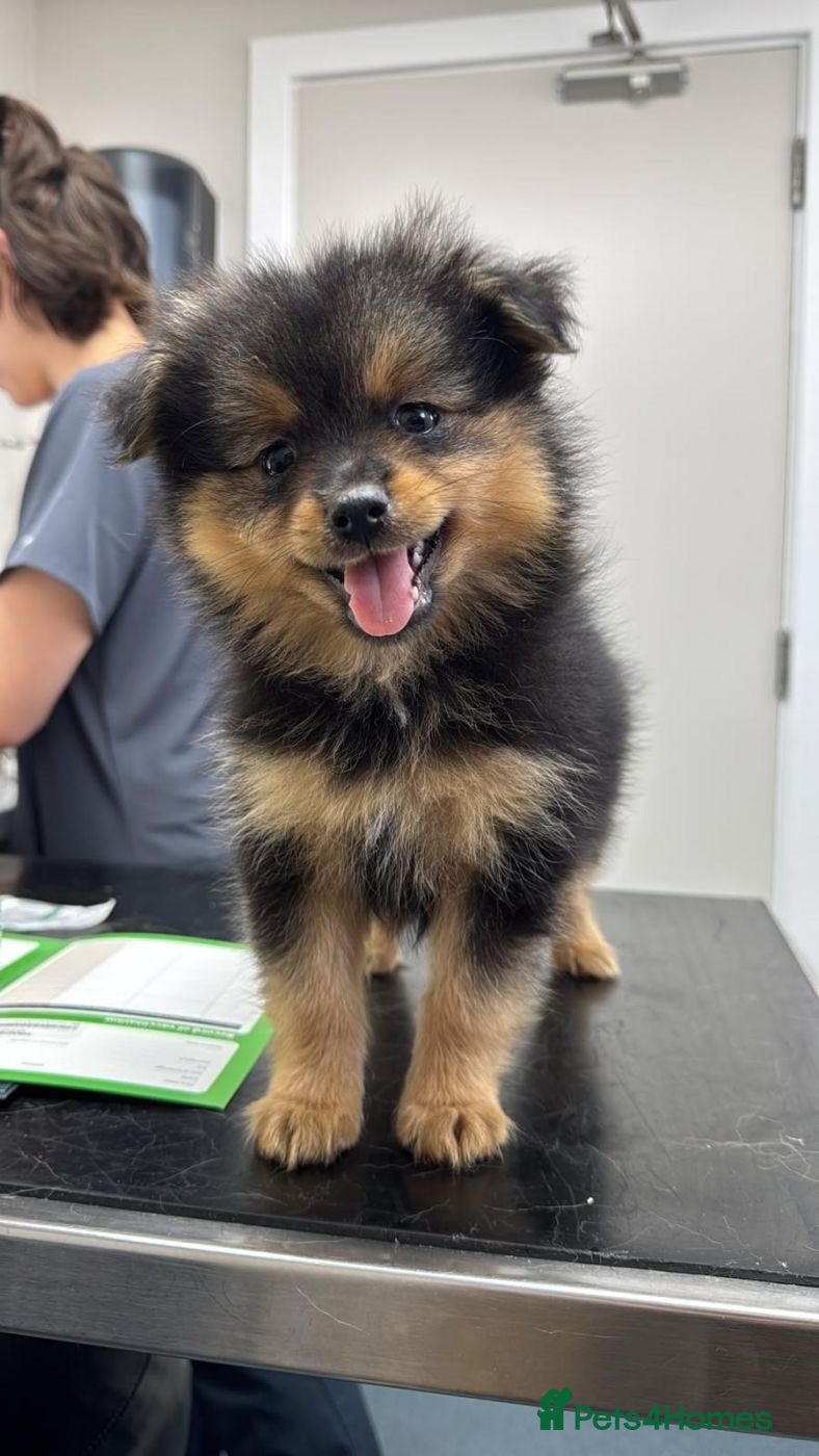 Pomchi dogs  🤍Final Prestige Pomchi Boy Reduced!  🤍  - Advert 19