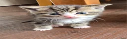 British Shorthair cats for sale: Beautiful British shorthair x  - Advert 5