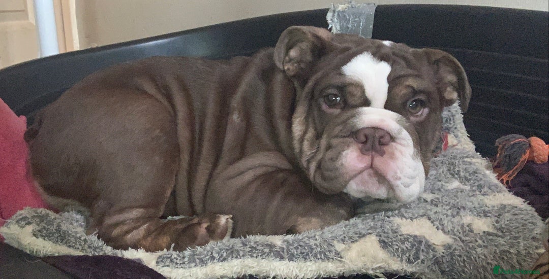 English Bulldog dogs for sale: Kc reg Chocolate bulldog for sale  - Image 3
