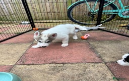 Siberian Husky dogs for sale: Husky Puppies  - Image 7
