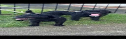 Patterdale Terrier dogs for sale: 3 patterdale terriers puppies available  - Advert 5