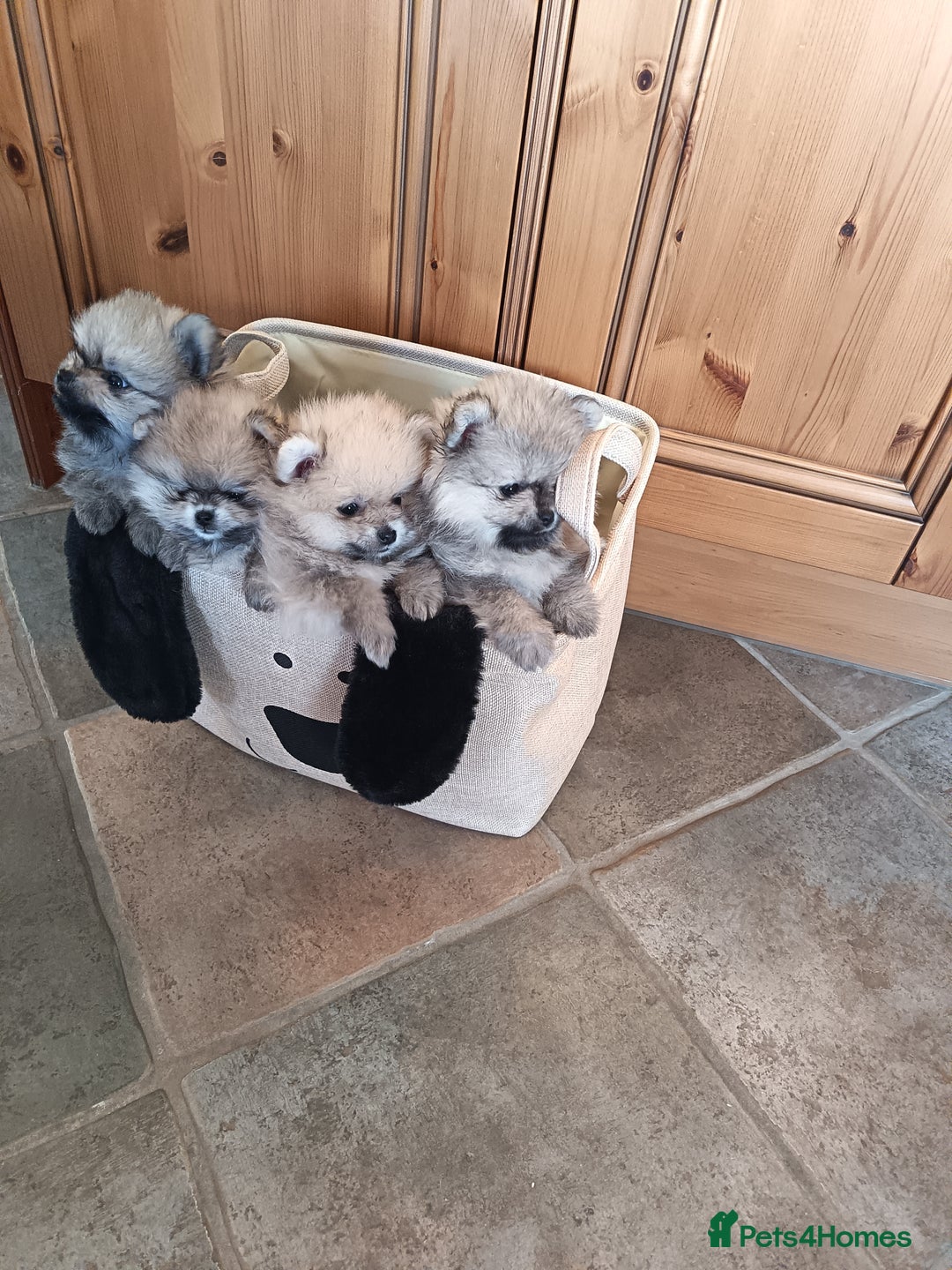 Pomeranian dogs for sale: 2 POMERANIAN PUPPIES FOR SALE - 1 girl and 1 boy - Advert 1