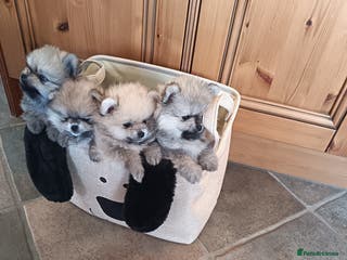 Pomeranian dogs 2 POMERANIAN PUPPIES FOR SALE - 1 girl and 1 boy - Advert 18
