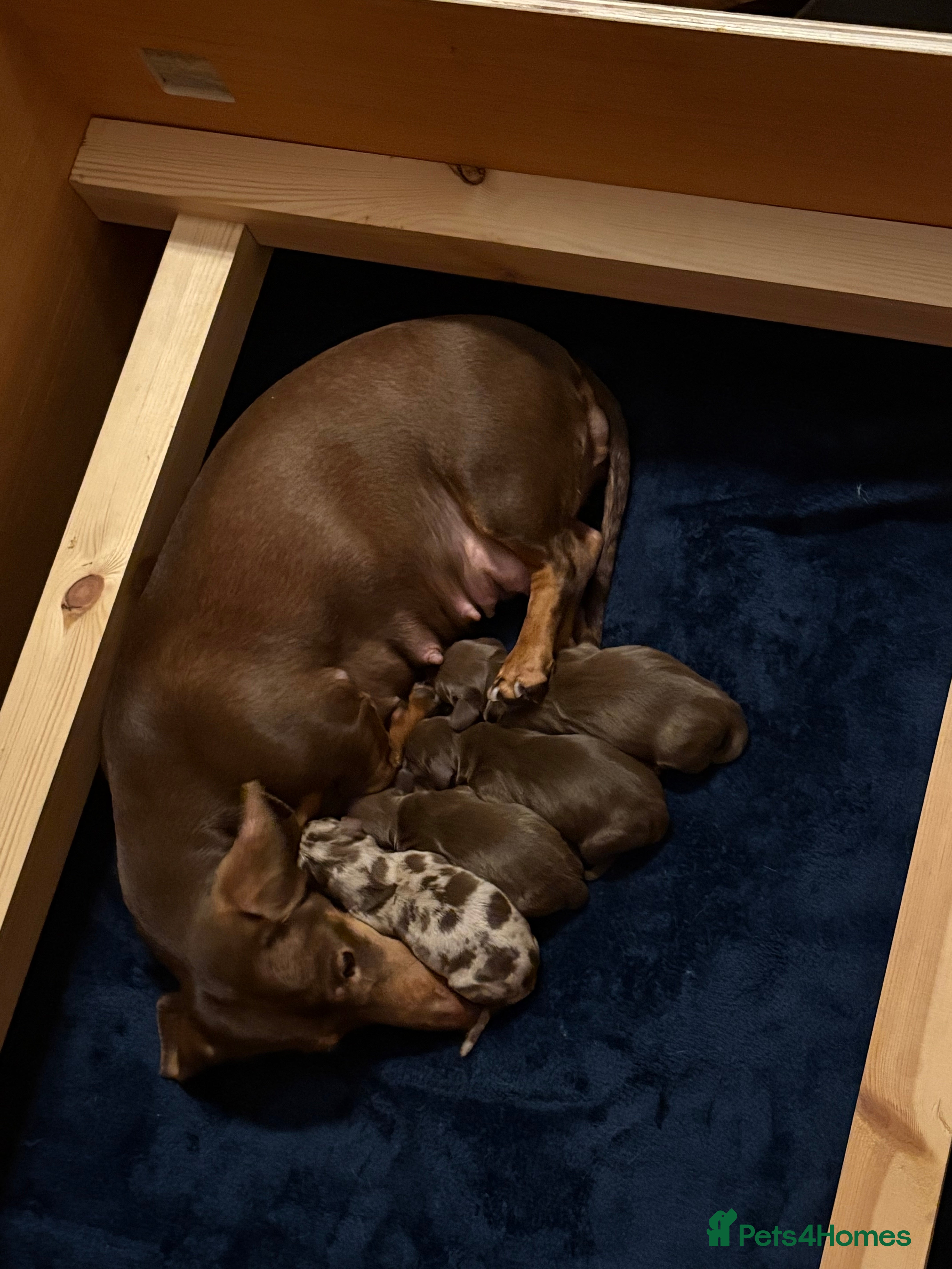 Miniature Dachshund dogs Miniature dachshund puppies - Advert 5