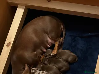 Miniature Dachshund dogs Miniature dachshund puppies - Advert 4