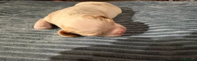 Bocker Puppy 3