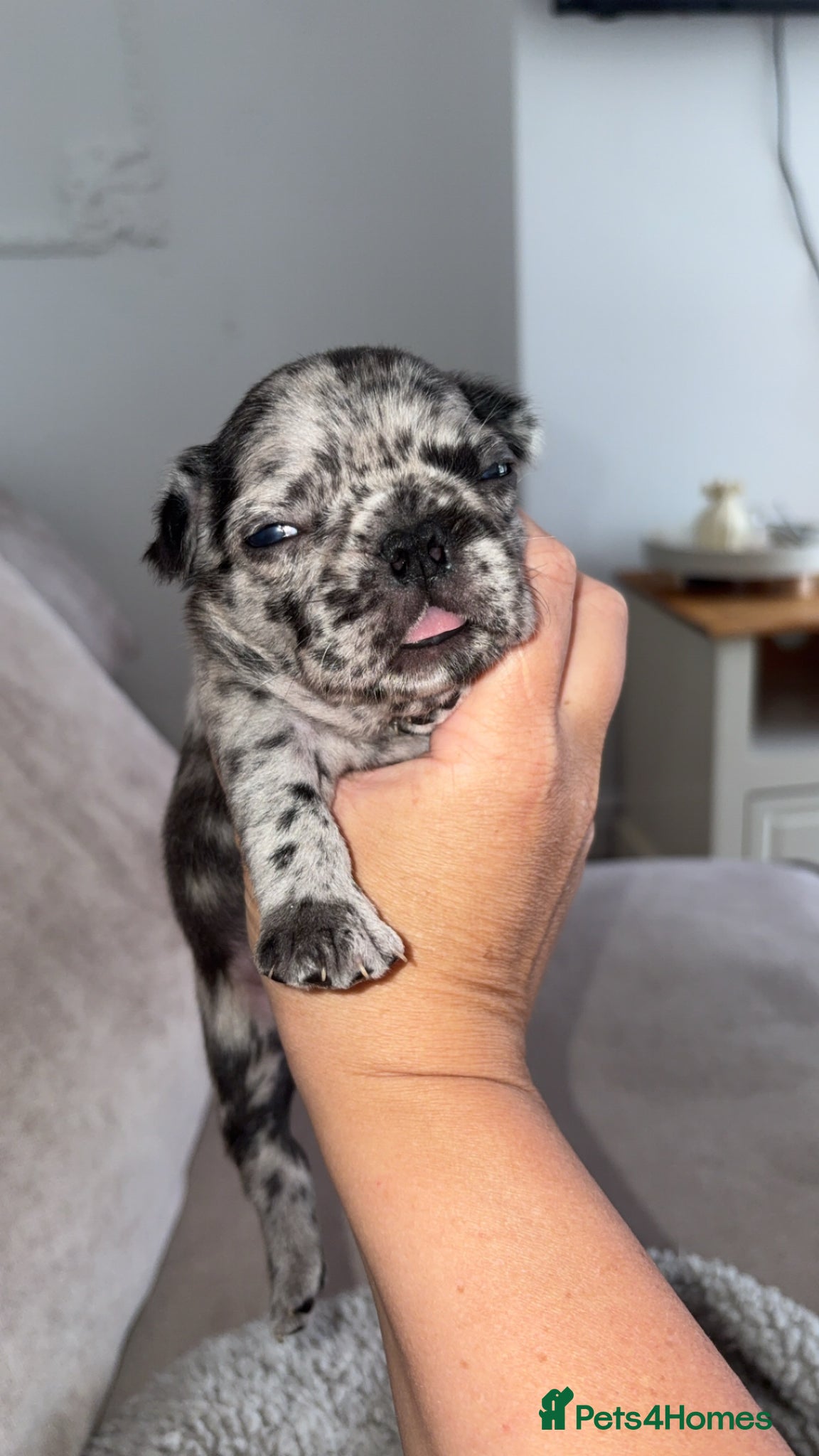 French Bulldog dogs for sale: Frenchie pups for sale! in Liverpool - Advert 3