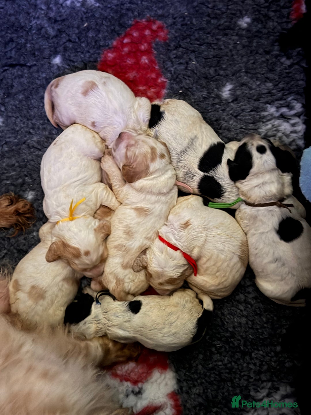 Cocker Spaniel dogs for sale: KC Registered & Fully DNA tested  - Advert 6