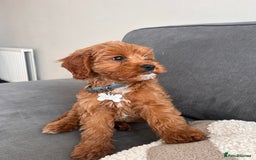 Cavapoo dogs for sale: 10 week cavapoo male puppy - Image 2