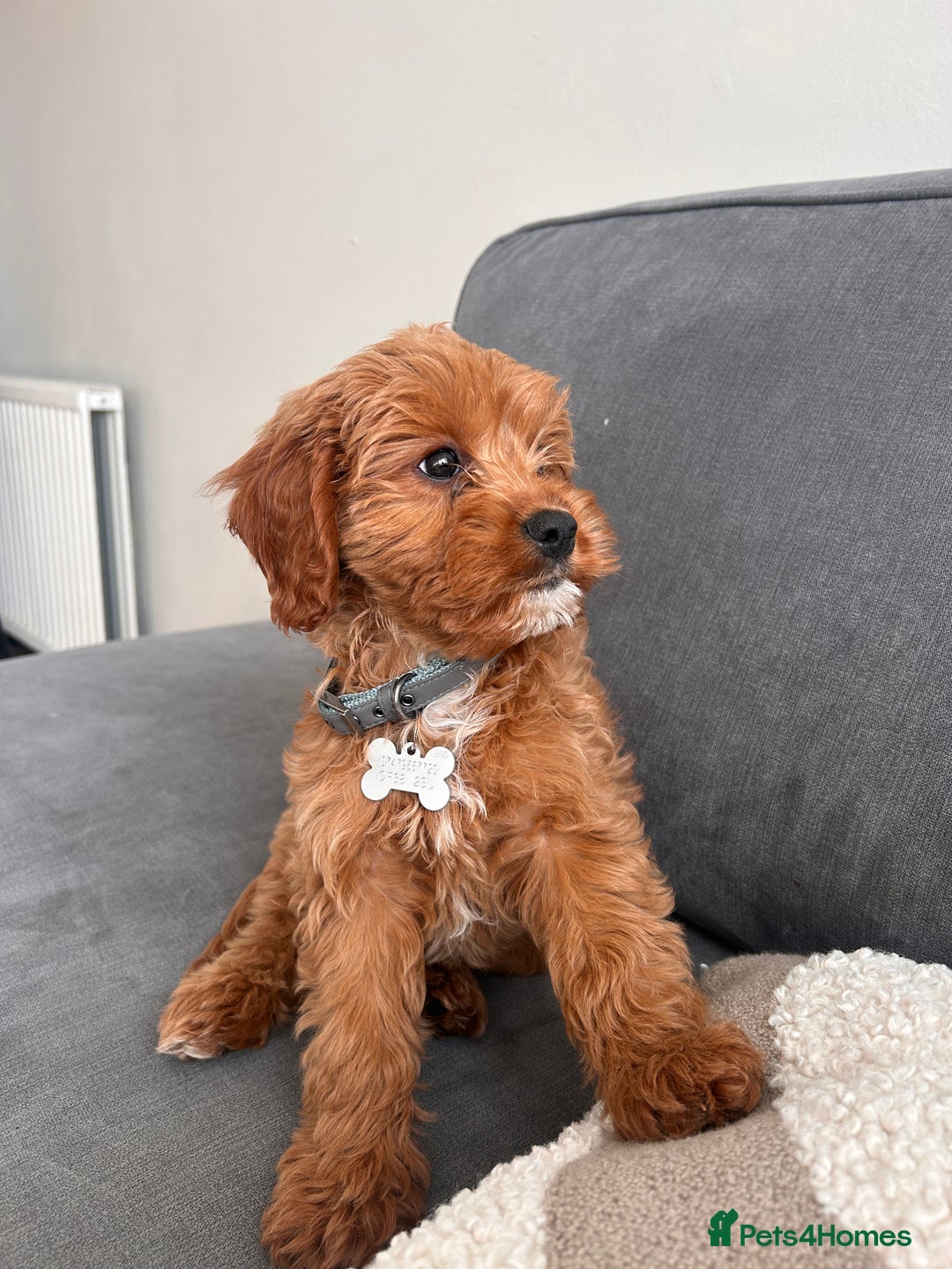 Cavapoo dogs for sale: 10 week cavapoo male puppy - Image 2