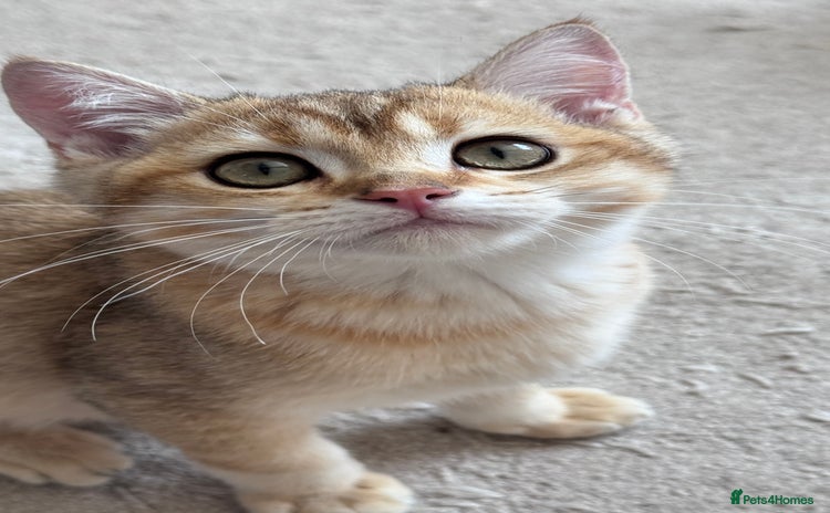 British Shorthair cats in Basildon - Advert 12
