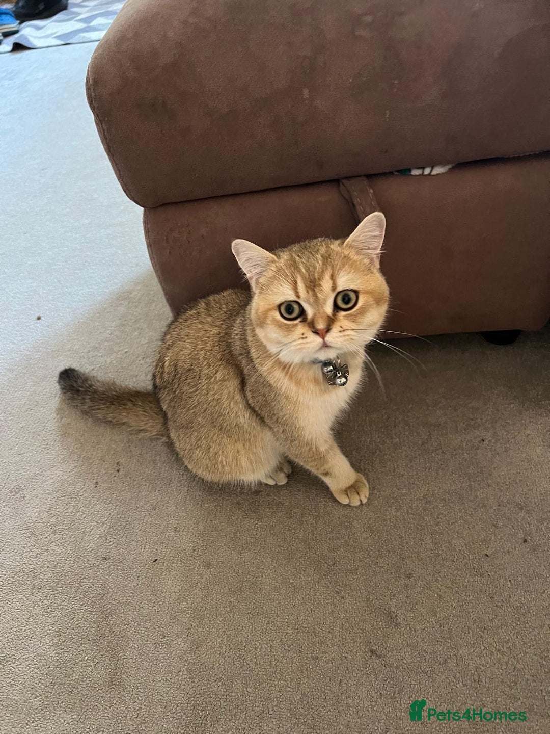 British Shorthair cats for sale: Male British shorthair  - Advert 5