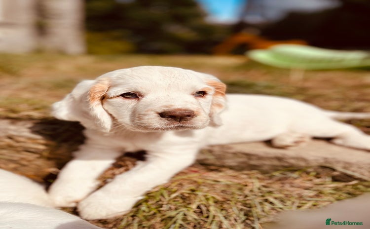 Clumber Spaniel dogs - Advert 1