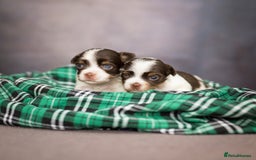Yorkshire Terrier dogs for sale: Colorful Yorkshire Terrier puppies for sale - Image 8