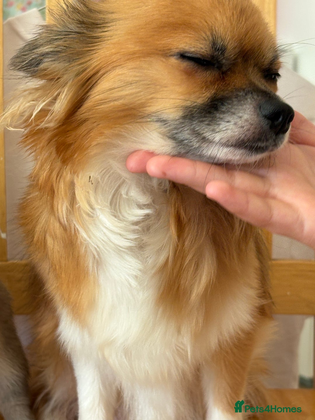 Pomchi dogs for sale: Dollys beautiful puppies - Image 11