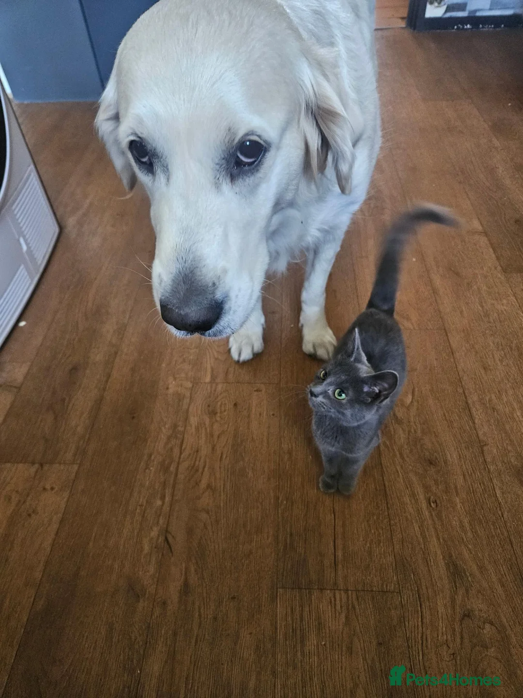 Mixed Breed cats for sale:  Fluffy Kittens ready for their forever homes - Advert 2
