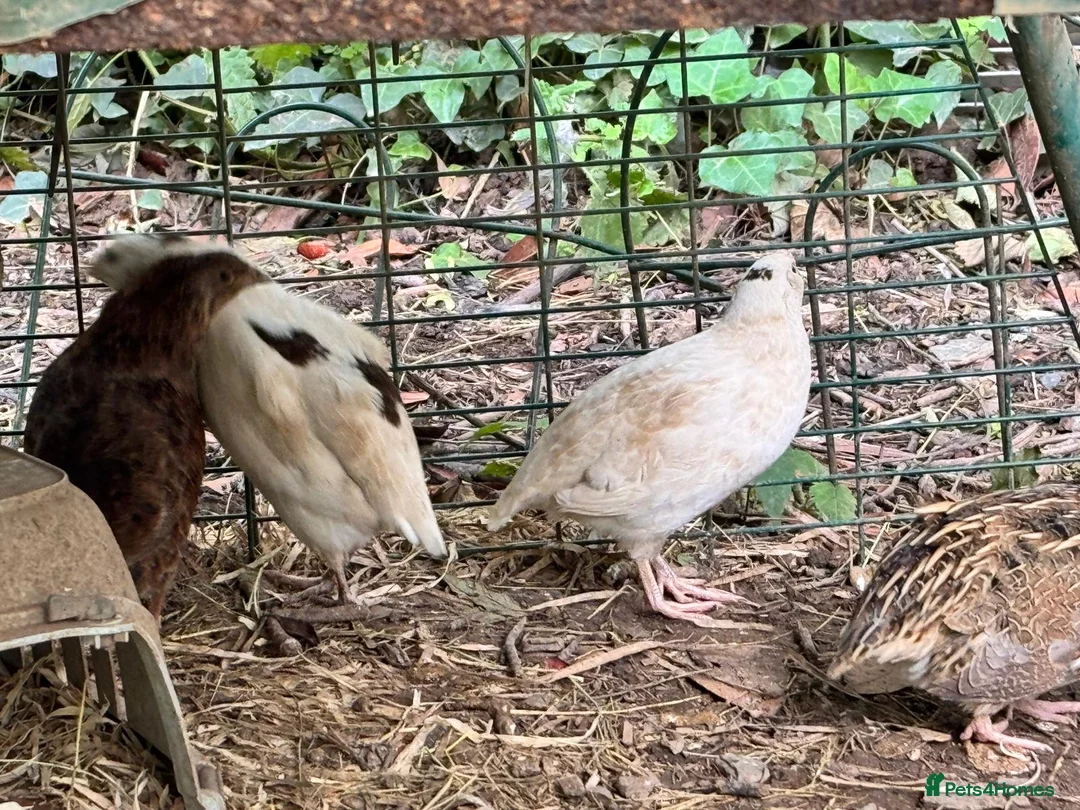 Quail poultry for sale: 5 quail .mixed sex in Brixham - Advert 3