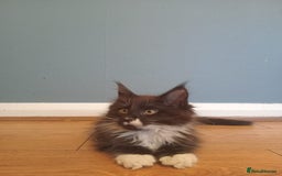 Maine Coon cats for sale: 4 boys for sale - Image 2