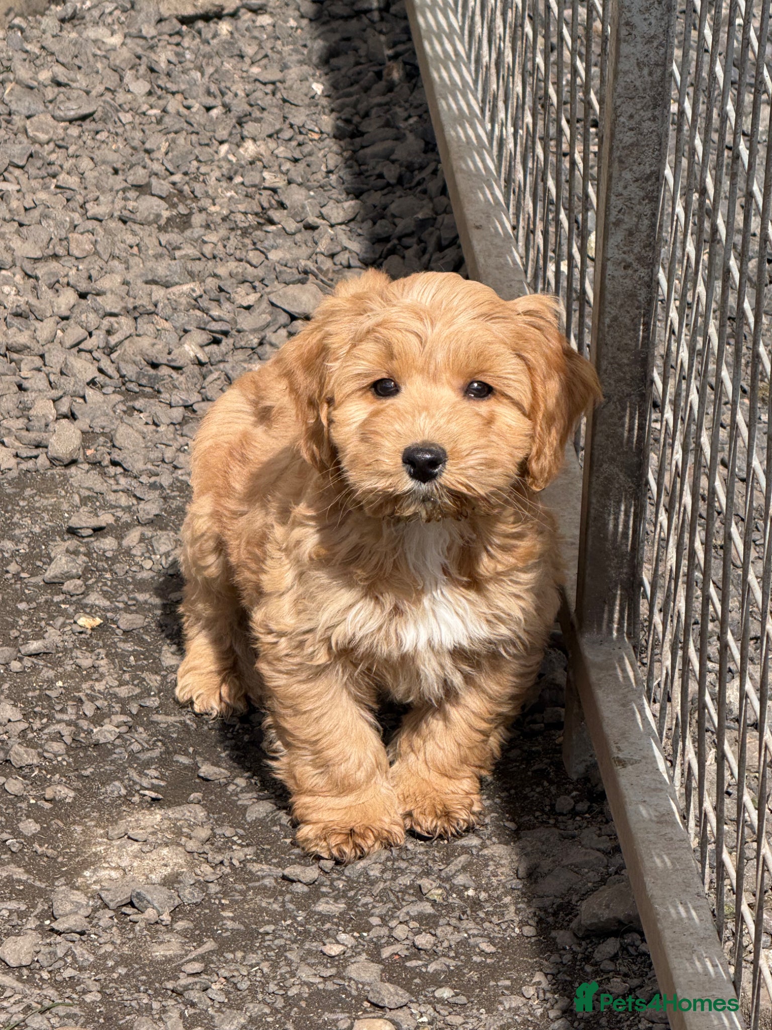 Cockapoo dogs Ready Now! F1 cockapoo - Advert 3