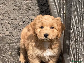 Cockapoo dogs Ready Now! F1 cockapoo - Advert 3