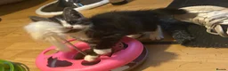 Mixed Breed cats for sale: 3 BEAUTIFUL KITTENS!  - Advert 3