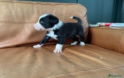 Border Collie dogs for sale: Border Collie Pups Merle, Tri-colour & Blk/wht - Image 16
