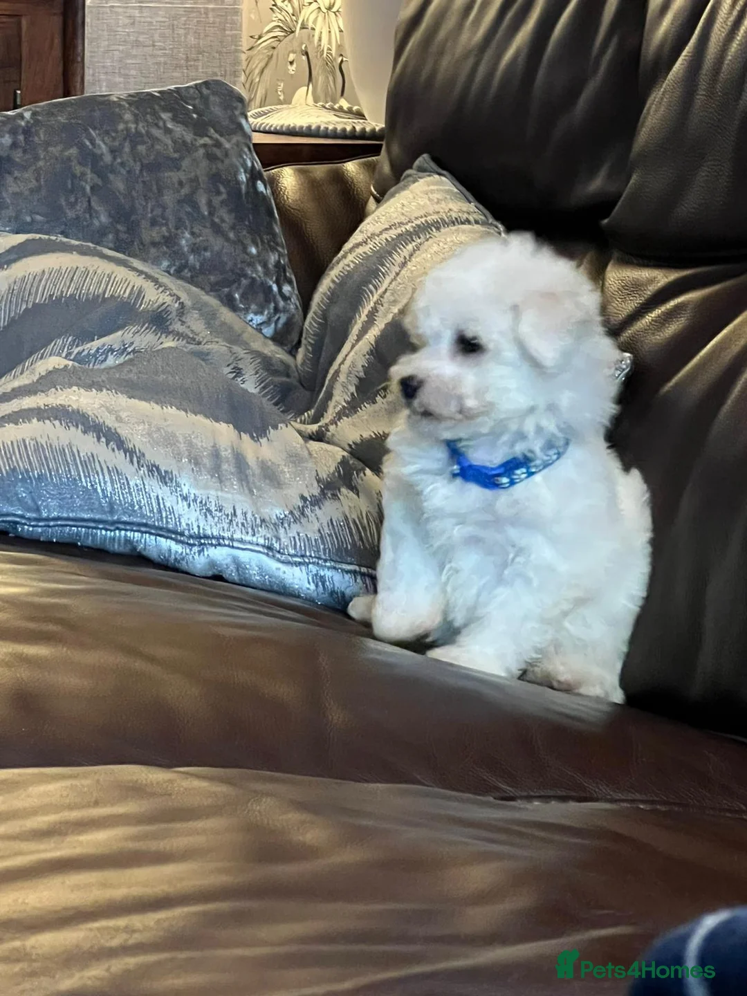 Bichon Frise dogs for stud: Bichon Frise for stud in Milton Keynes - Advert 16